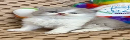 British Longhair cats for sale: British long hair kittens. Champion Sired. GCCF rg - Advert 2