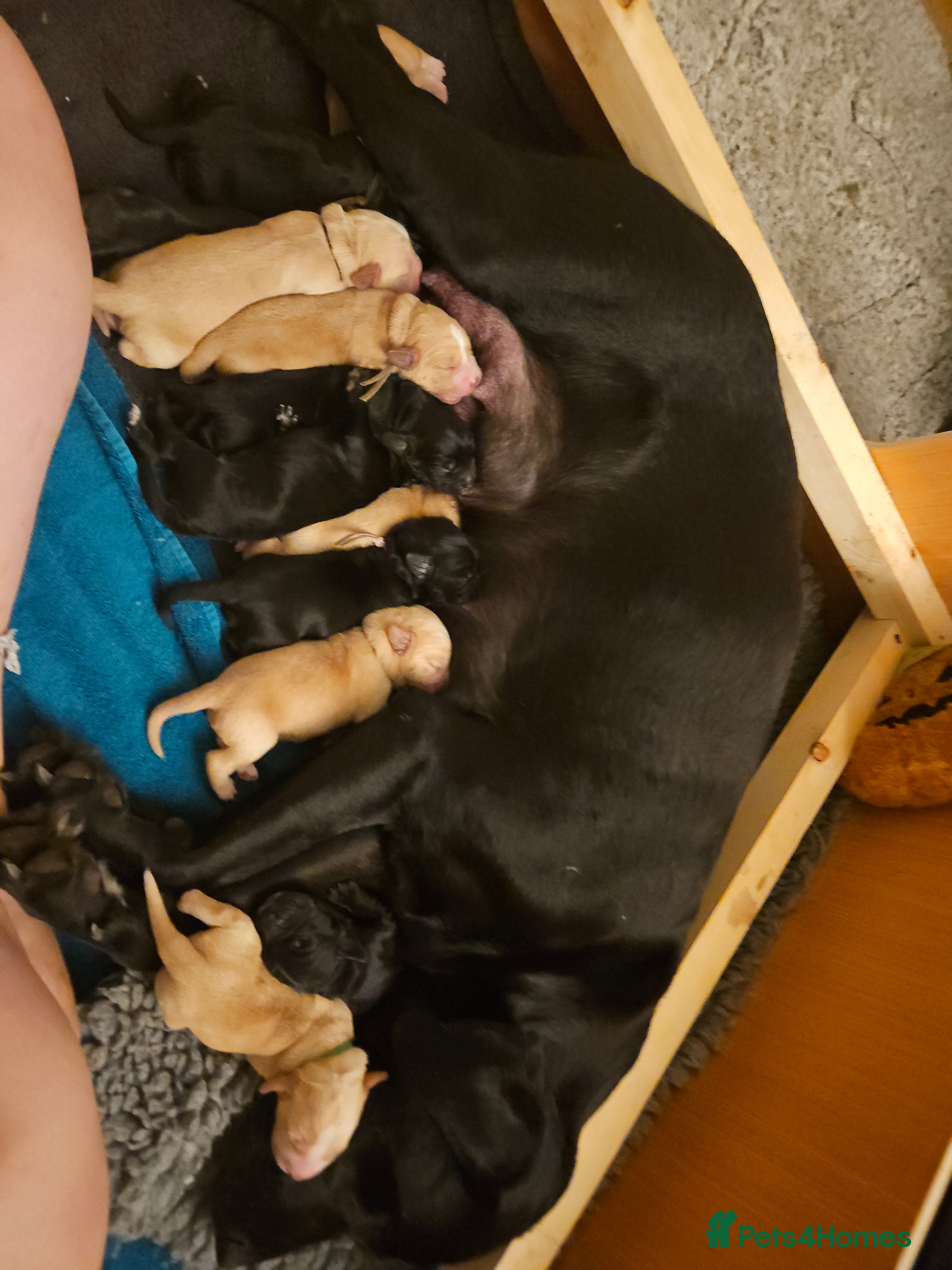 Cockerdor dogs Beautiful cockador pups - Advert 2