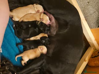 Cockerdor dogs Beautiful cockador pups - Advert 1