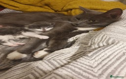 Mixed Breed cats for sale: Beautiful girl gray & white  - Image 9