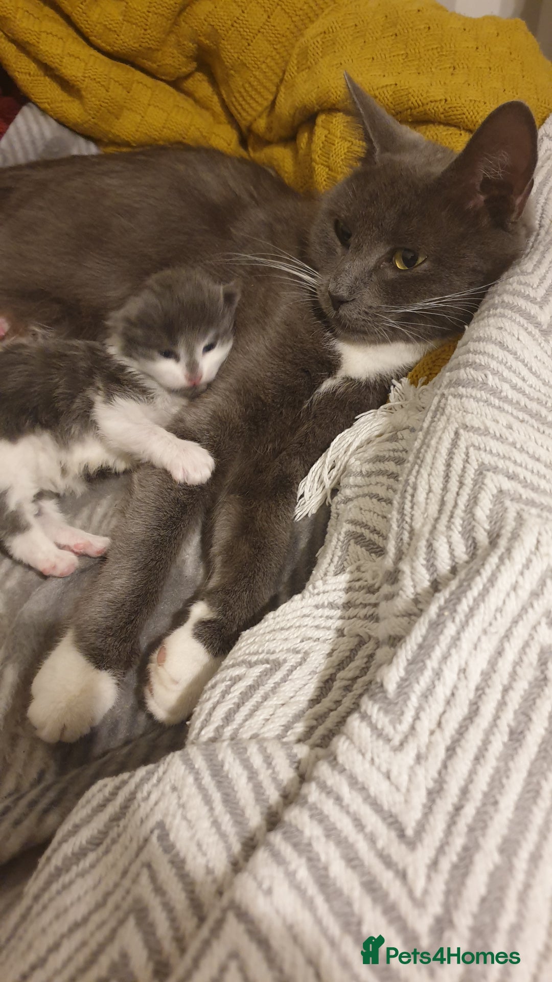 Mixed Breed cats for sale: Beautiful girl gray & white  - Image 9