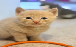 British Shorthair cats for sale: 🐾Turkish Angora × British Blue Kittens Ready Soon - Image 1