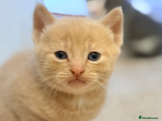 British Shorthair cats for sale - Advert 1