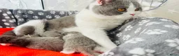 British Shorthair cats for sale: GCCF BSH Kitten  - 1 Blue Girl  - Advert 12