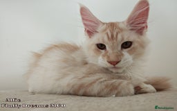 Maine Coon cats for sale: Two Cream Boys ES23 from Fluffy Dreams MCO - Image 6