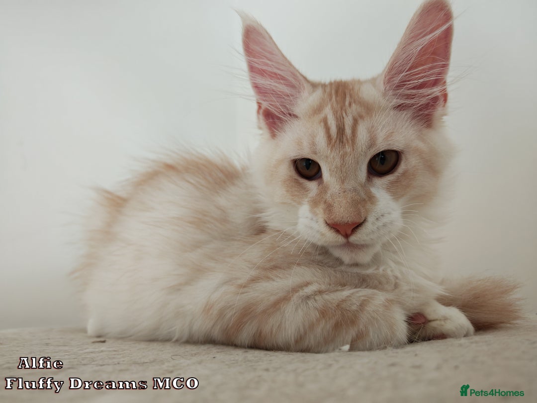 Maine Coon cats for sale: Two Cream Boys ES23 from Fluffy Dreams MCO - Image 6
