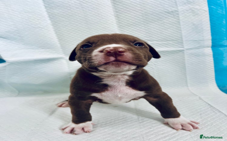 American Bully dogs - Advert 1