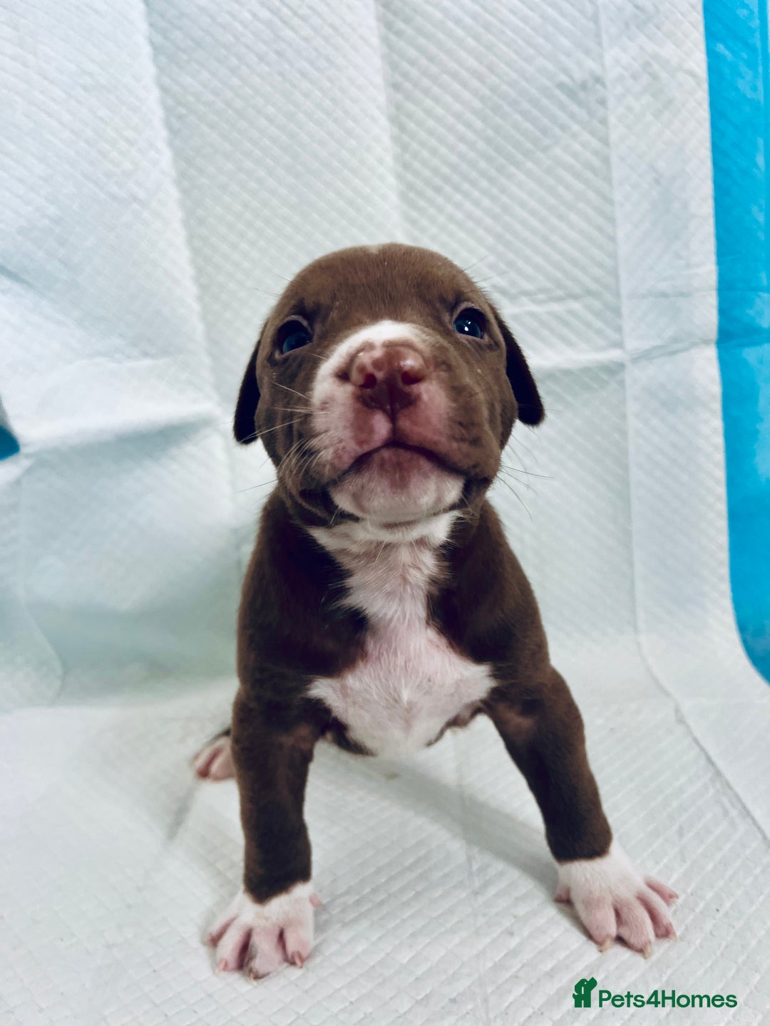 American Bully dogs for sale: 🐾 Medium Bully Puppies – Born 31.08.2025 –  - Image 1