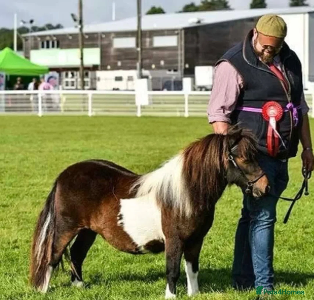 Shetland pony horses for sale: Top miniature Shetland mare - Advert 6