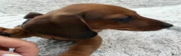 Miniature Dachshund dogs for sale: Only 1 Boy pup left  - Advert 12