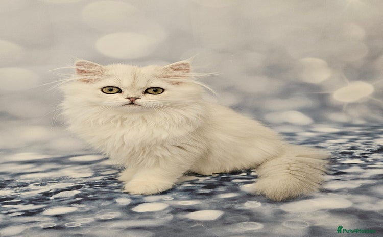 Scottish Fold cats - Advert 11