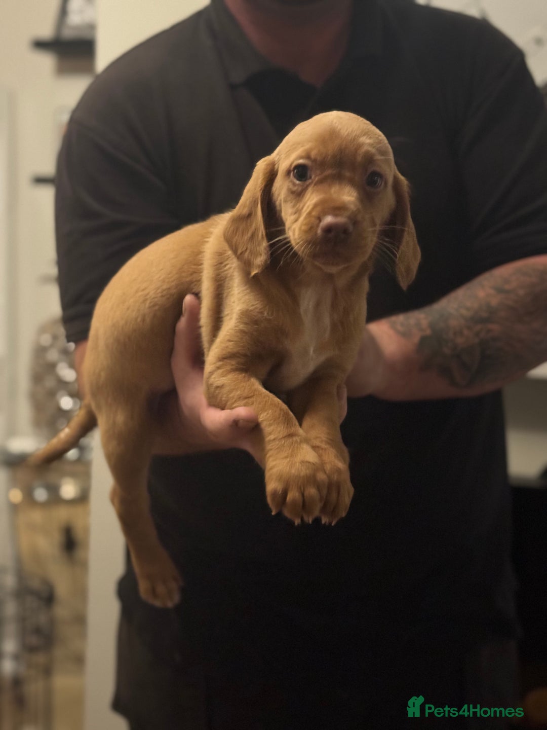 Mixed Breed dogs for sale: Labradoodle X Cocker Spaniel - Image 4