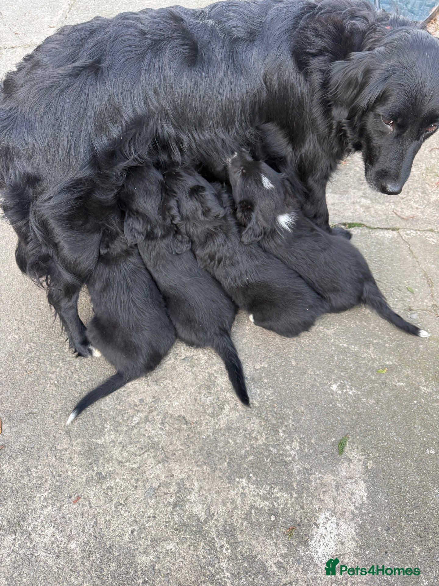 Mixed Breed dogs Beautiful retriever cross collies - ready to go - Advert 2