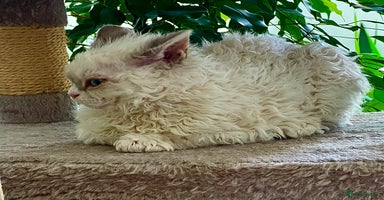 Selkirk Rex cats - Advert 2