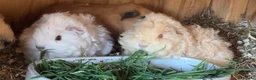 Guinea Pig rodents for sale: Lunkyra and Californian baby guinea pigs  - Advert 5