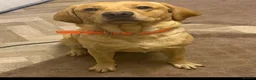 Labrador Retriever dogs for sale: Fox red Labrador puppies  in Perth - Advert 5