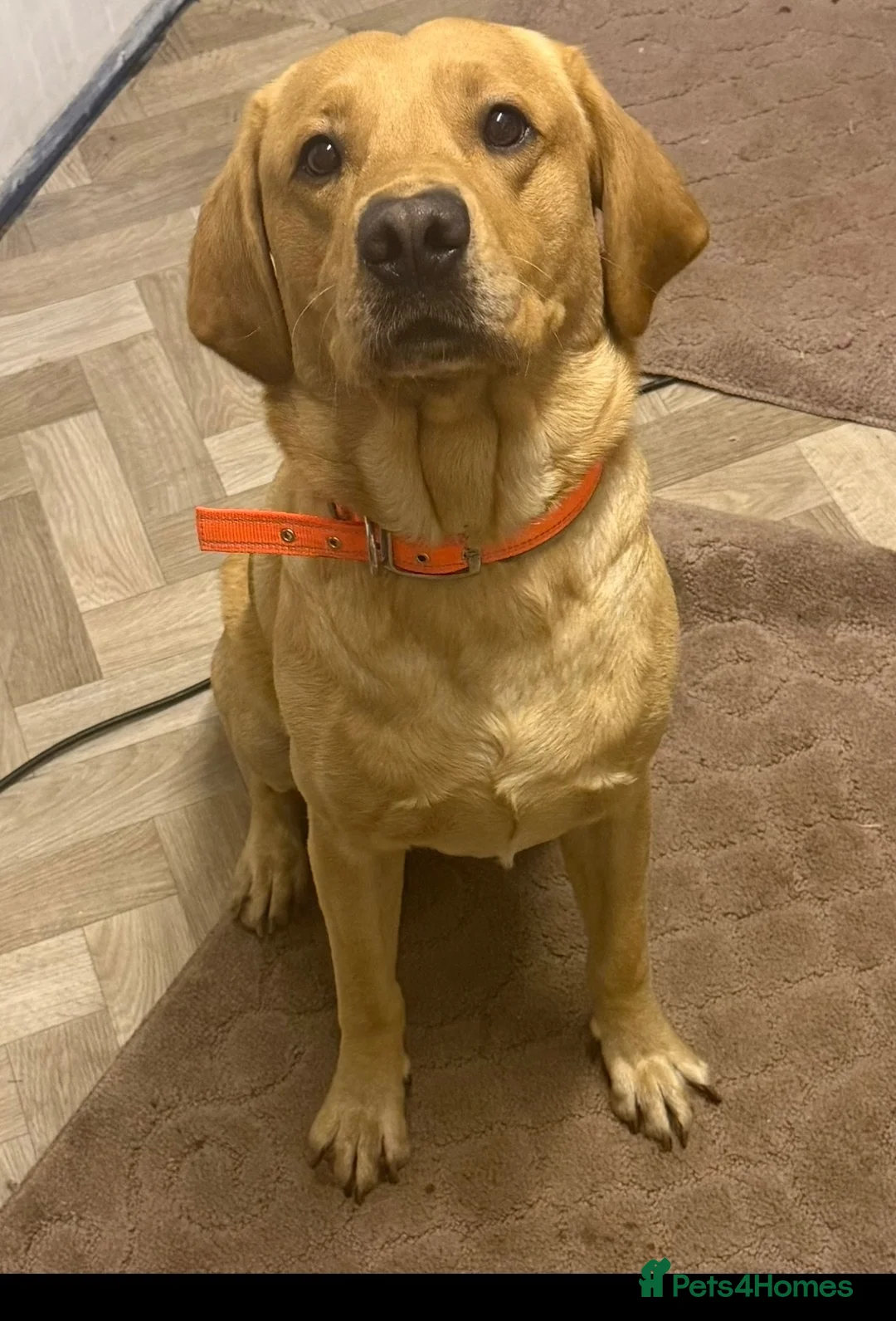 Labrador Retriever dogs for sale: Fox red Labrador puppies  in Perth - Advert 5