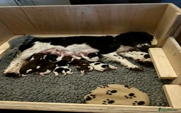 English Springer Spaniel dogs for sale: Springer Spaniels - Image 28