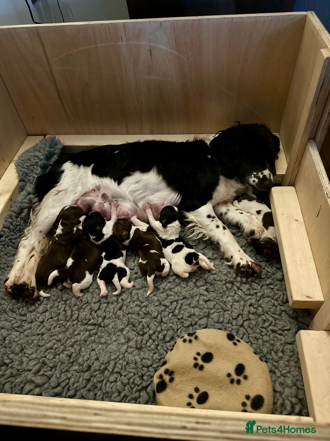 English Springer Spaniel dogs for sale: Springer Spaniels - Image 28