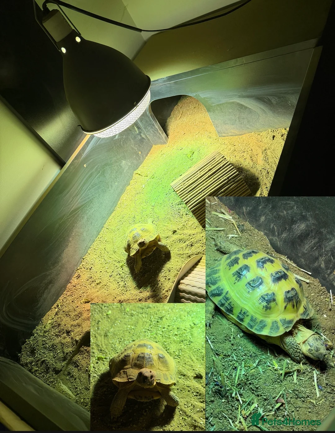 Tortoise reptiles for sale: horsefield tortoise + enclosure - Advert 1