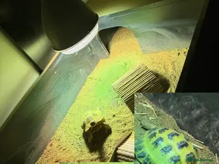 Tortoise reptiles horsefield tortoise + enclosure - Advert 1