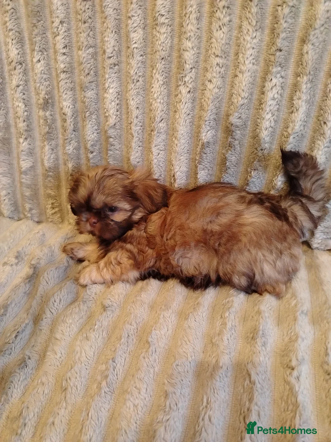 Shih Tzu dogs for sale: Beautiful imperial shih tzu babies  - Advert 19