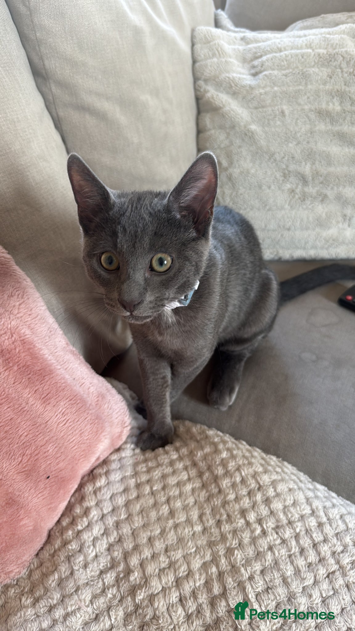 Mixed Breed cats 5-6 month old male Kitten - Advert 4