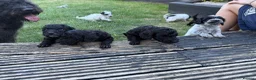 Mixed Breed dogs for sale: Jackapoo puppies  in Luton - Advert 14