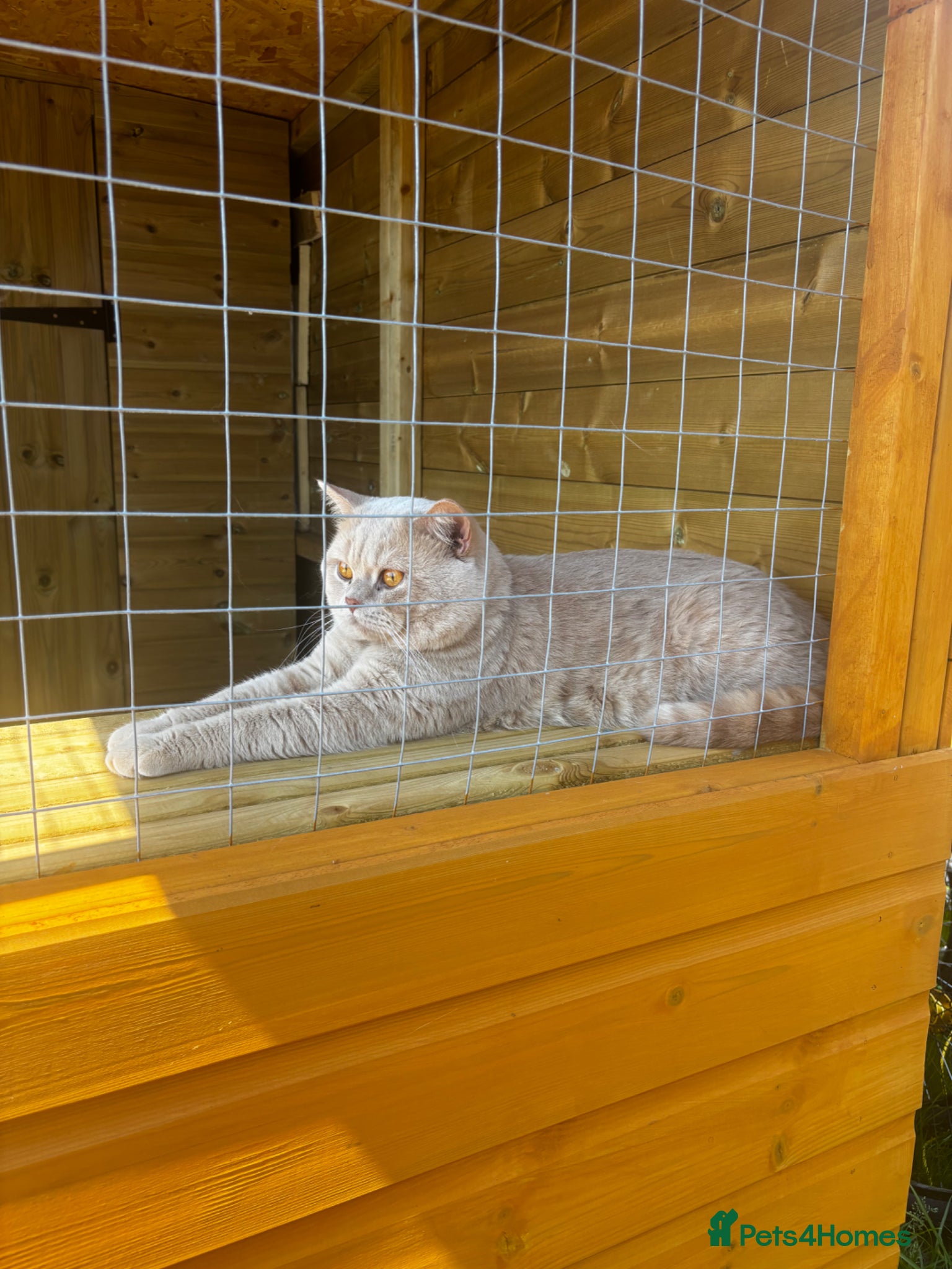 British Shorthair cats Cream Active GCCF Stud with Championship status  - Advert 8