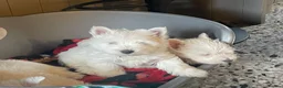 West Highland Terrier dogs for sale: Beautiful Westie’s for sale  - Advert 8