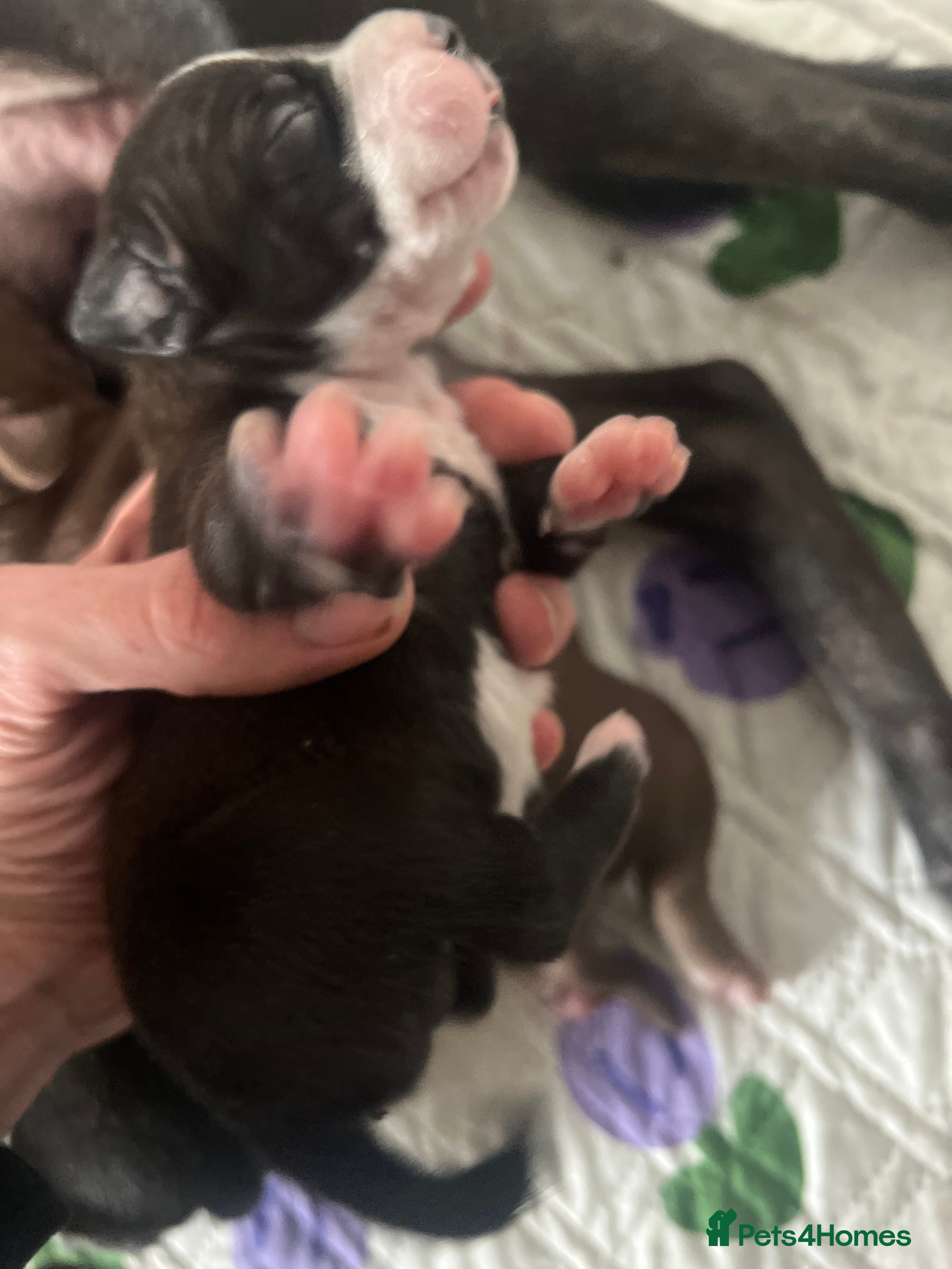 Staffordshire Bull Terrier dogs Staffordshire Cross Puppies – Ready 28 April - Advert 9