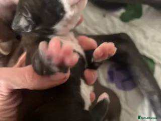 Staffordshire Bull Terrier dogs Staffordshire Cross Puppies – Ready 28 April - Advert 9