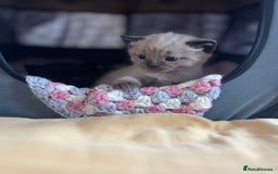 Ragdoll cats for sale: Ragdoll kittens £600-£1,000 - Image 28