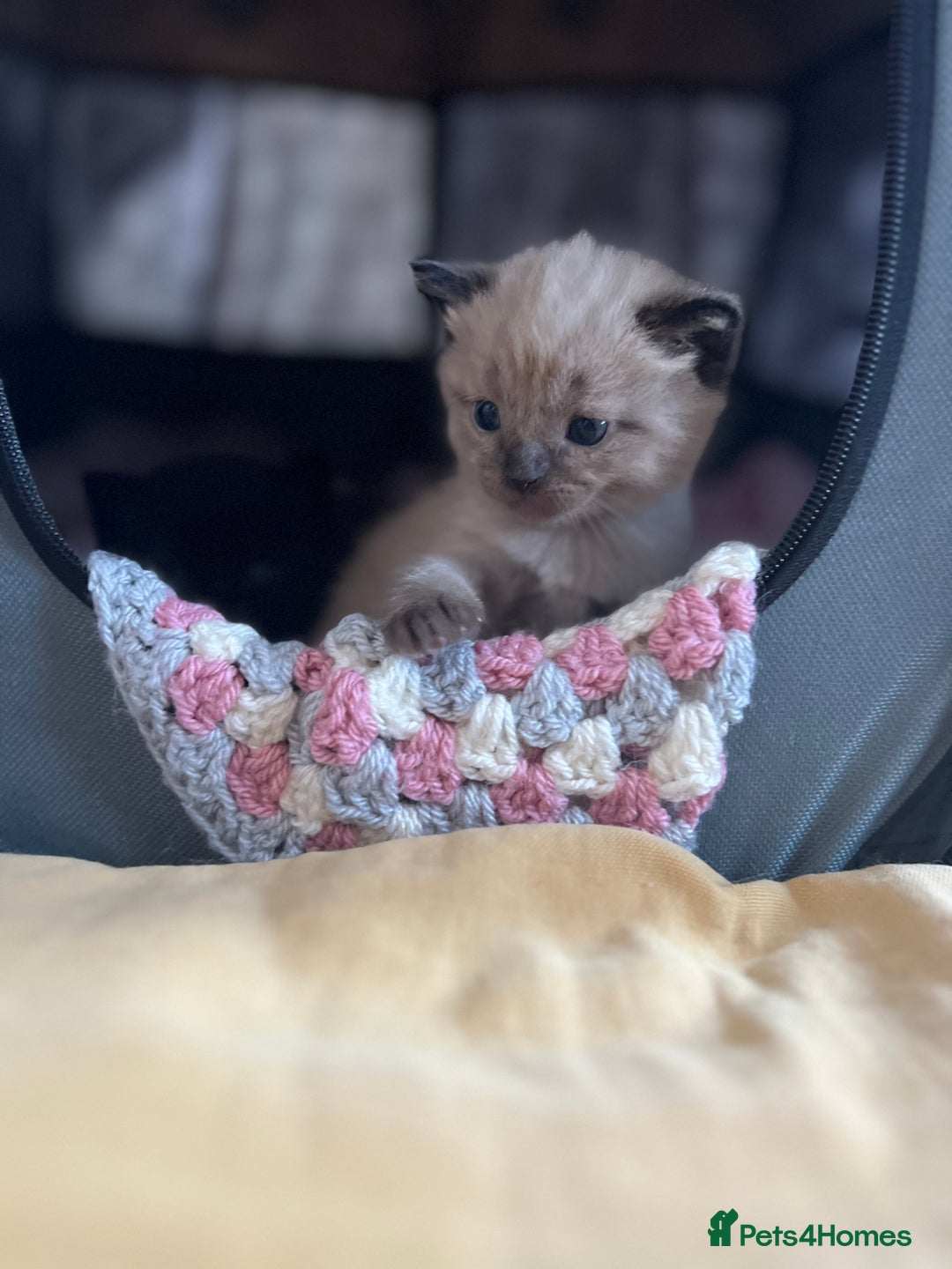 Ragdoll cats for sale: Ragdoll kittens £600-£1,000 - Image 28