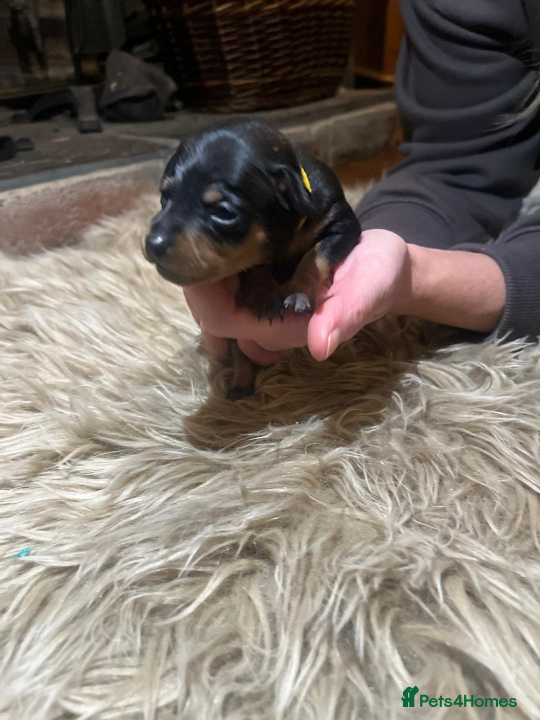 Miniature Pinscher dogs for sale: Miniature pinscher pups - Advert 32