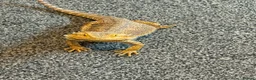 Bearded Dragon reptiles for sale: Rodney 5 yr old  in Bacup - Advert 2