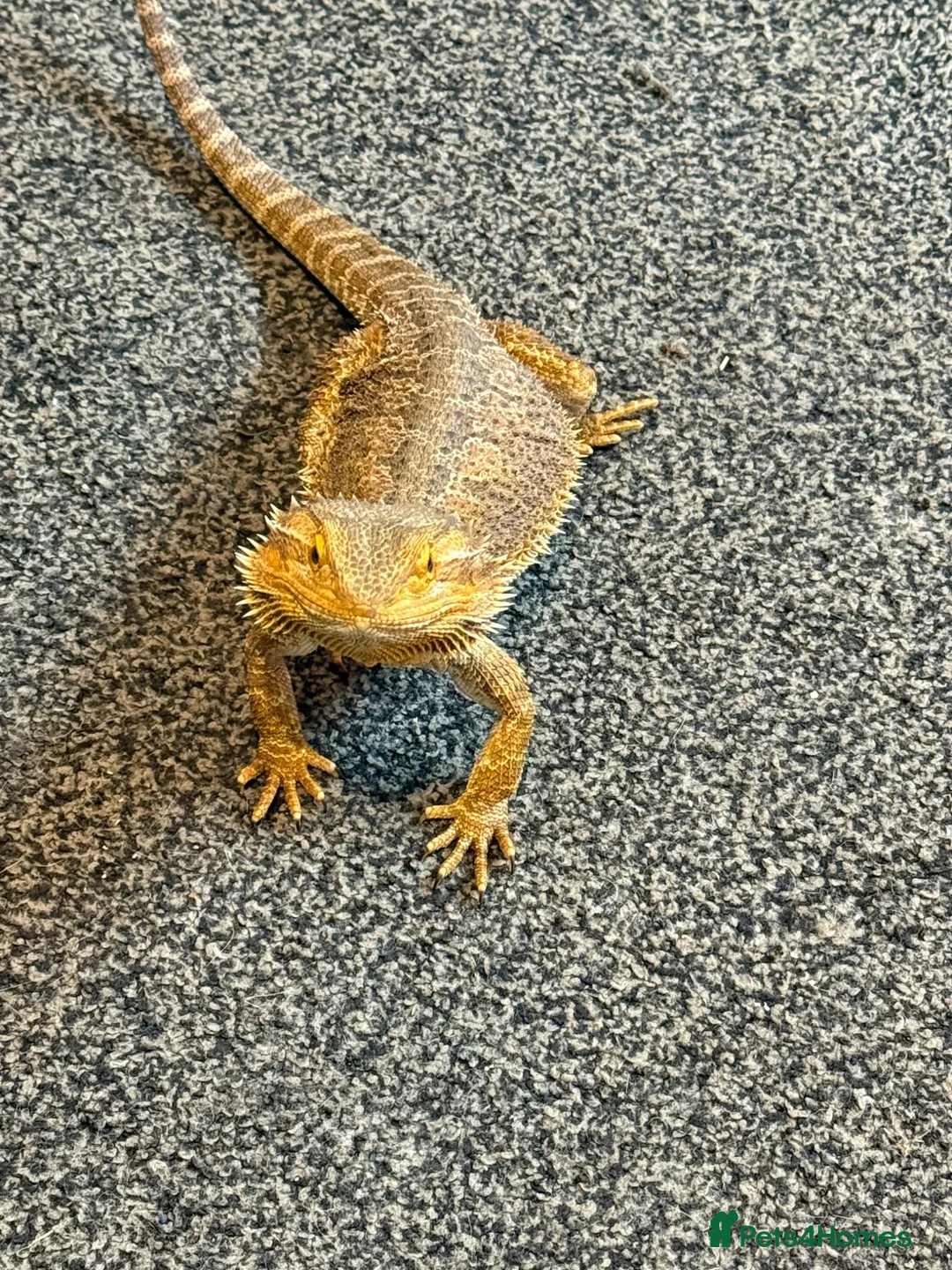 Bearded Dragon reptiles for sale: Rodney 5 yr old  in Bacup - Advert 2