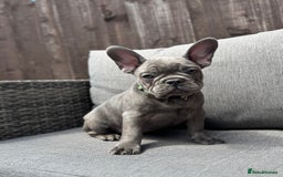 French Bulldog dogs for sale: French Bulldog Puppies–4 Girls & 2 Boys READY NOW  in Walton-on-Thames - Image 11