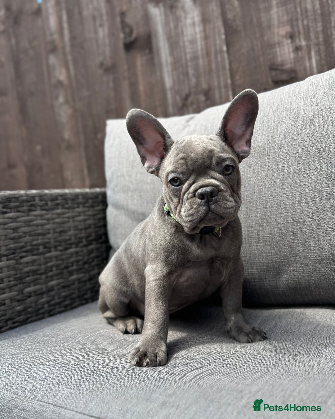 French Bulldog dogs for sale: French Bulldog Puppies–4 Girls & 2 Boys READY NOW  in Walton-on-Thames - Image 11