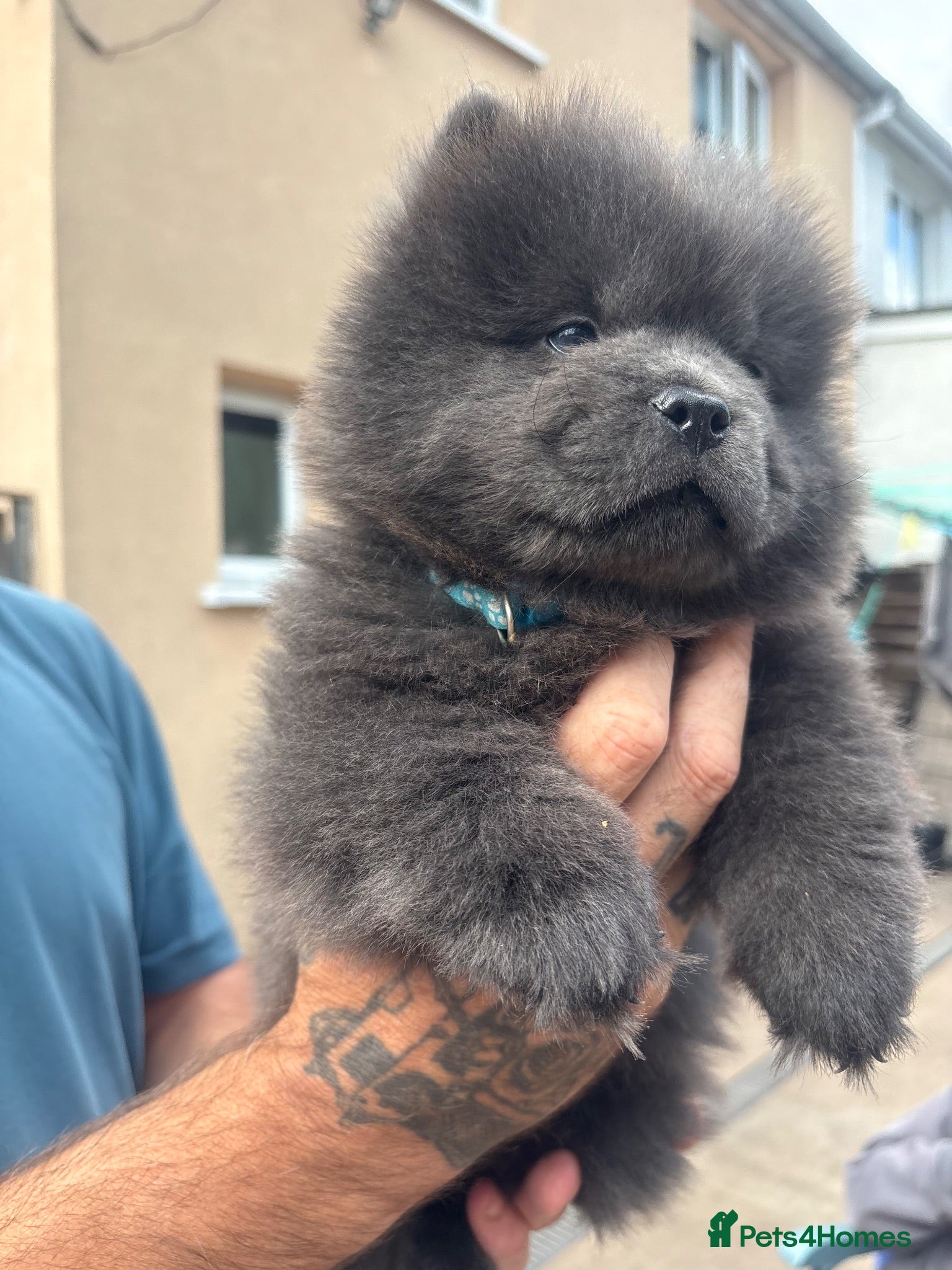 Chow Chow dogs READY NOW ! Please read ad 🩷💙 - Advert 2