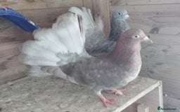 Pigeons birds for sale: Lovely fantails for sale  - Image 2