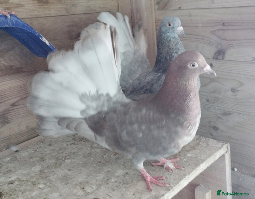 Pigeons birds for sale: Lovely fantails for sale  - Image 2
