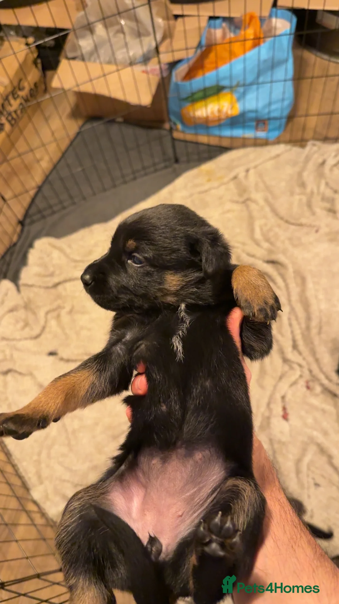 Mixed Breed dogs for sale: Puppies German Shepherd x Saluko x Dutch Harder - Advert 12