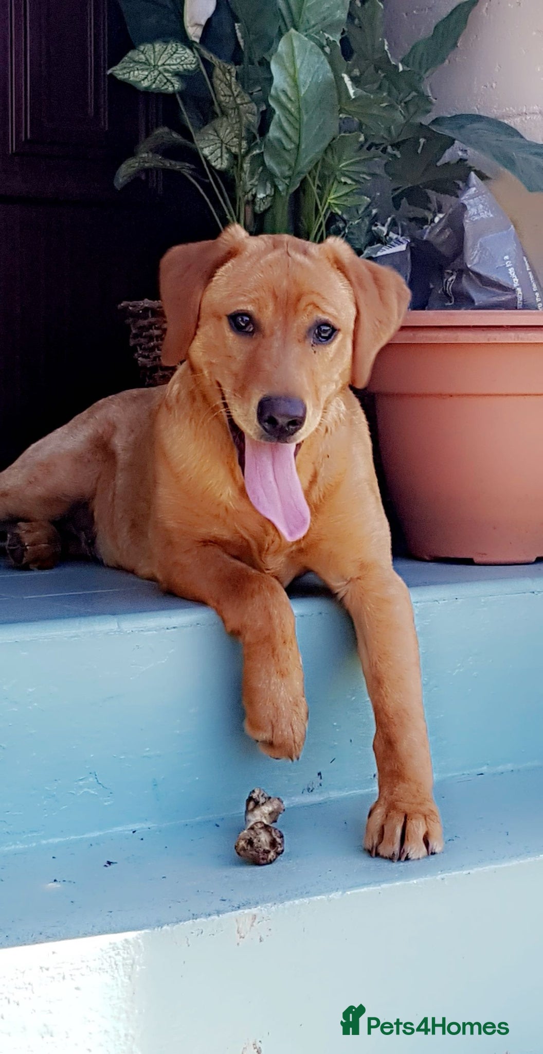 Labrador Retriever dogs Dark fox red Labrador Retriever Puppies For Sale  - Advert 15