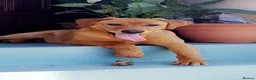 Labrador Retriever dogs for sale: Dark fox red Labrador Retriever Puppies For Sale  in Corwen - Advert 1