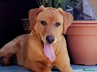 Labrador Retriever dogs Dark fox red Labrador Retriever Puppies For Sale - Advert 1