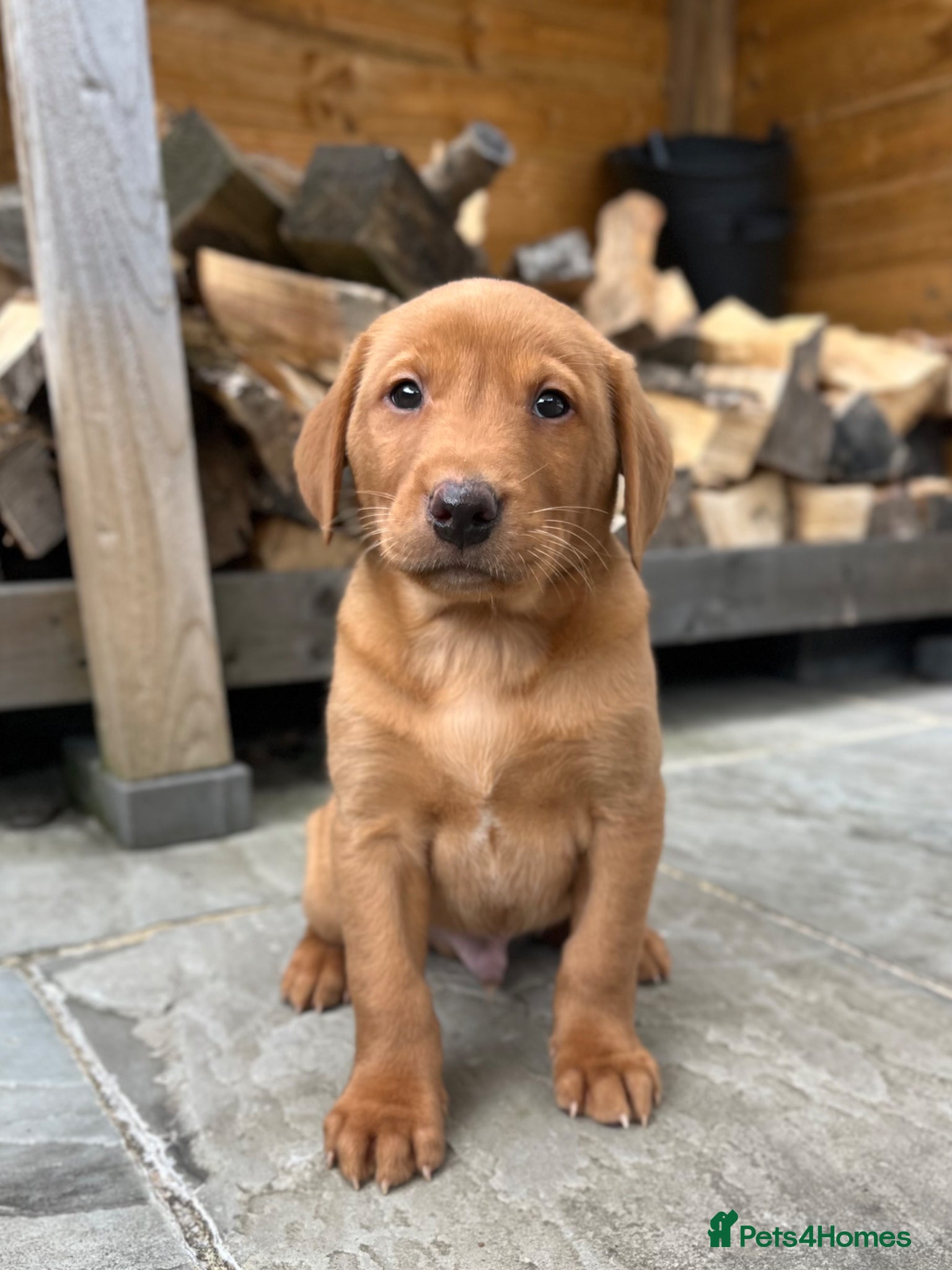 Labrador Retriever dogs KC FULLY HEALTH TESTED FOX RED LABRADORS  - Advert 1