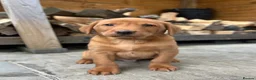 Labrador Retriever dogs for sale: KC FULLY HEALTH TESTED FOX RED LABRADORS  - Advert 1