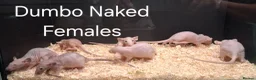 Rat rodents for sale: Baby Dumbo Rat's available, Males & Females  - Advert 9