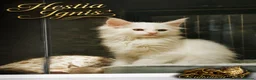 Maine Coon cats for sale: A Touch of Magic: White Maine Coon Girls Available - Advert 4